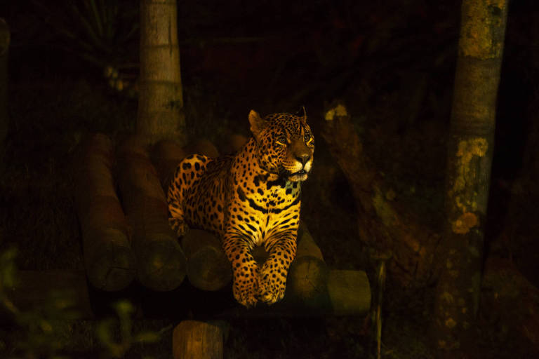 Zoológico de São Paulo oferece promoção para Noite Animal durante feriado