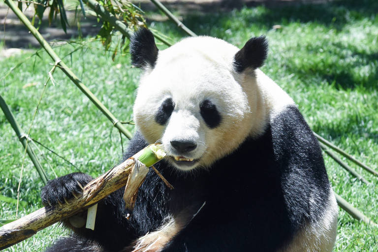 China oferece casal de pandas nos 50 anos das relações com Brasil