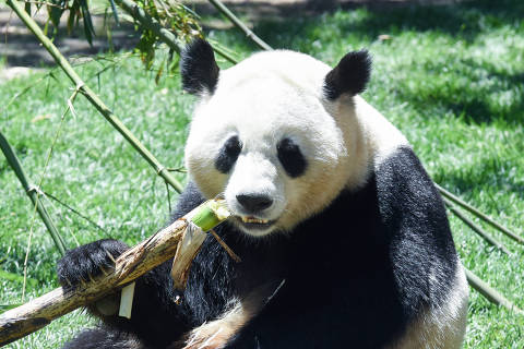 (240531) -- BEIJING, May 31, 2024 (Xinhua) -- This photo taken on May 30, 2024 shows female panda Zhu Yu at Madrid Zoo in Madrid, Spain. Visitors to Spain's Madrid Zoo Aquarium were introduced Thursday to a giant panda couple from China. (Photo by Gustavo Valiente/Xinhua)