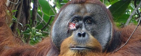A male Sumatran orangutan named Rakus, with a facial wound below the right eye, is seen in the Suaq Balimbing research site, a protected rainforest area in Indonesia, two days before the orangutan administered wound self-treatment using a medicinal plant, in this handout picture taken June 23, 2022. Armas/Max Planck Institute of Animal Behavior/Handout via REUTERS    THIS IMAGE HAS BEEN SUPPLIED BY A THIRD PARTY NO RESALES. NO ARCHIVES MANDATORY CREDIT ORG XMIT: MEXHO