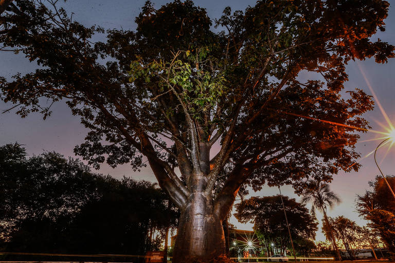 Projeto mapeia baobás, árvores símbolo do continente africano, no DF