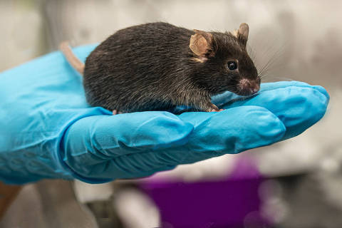 Laboratory black mouse is sitting on a person hand in cool blue glove with lab background, details, closeup. Credit Neurobite /   AdobeStock DIREITOS RESERVADOS. NÃO PUBLICAR SEM AUTORIZAÇÃO DO DETENTOR DOS DIREITOS AUTORAIS E DE IMAGEM
