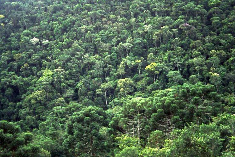 Imagem mostra uma floresta densa
