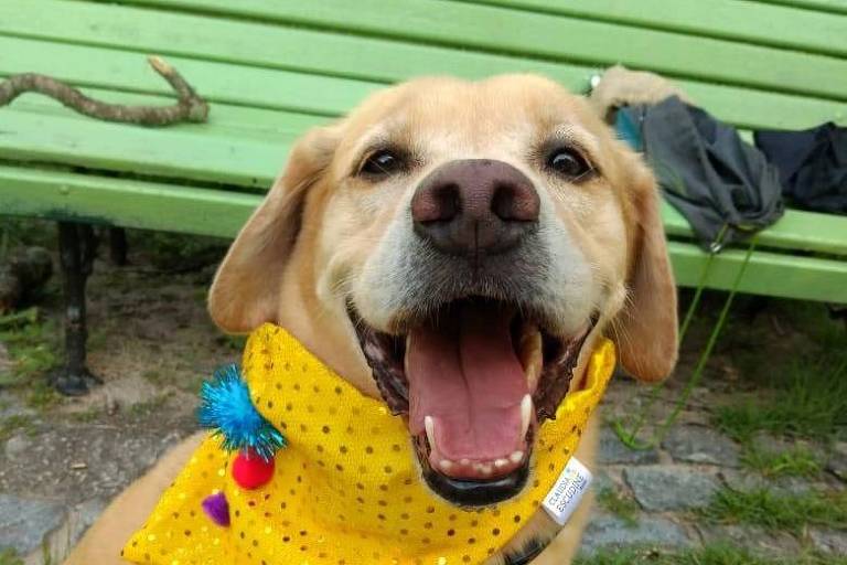 cachorra amarela clara sentada com lenço amarrado no pescoço