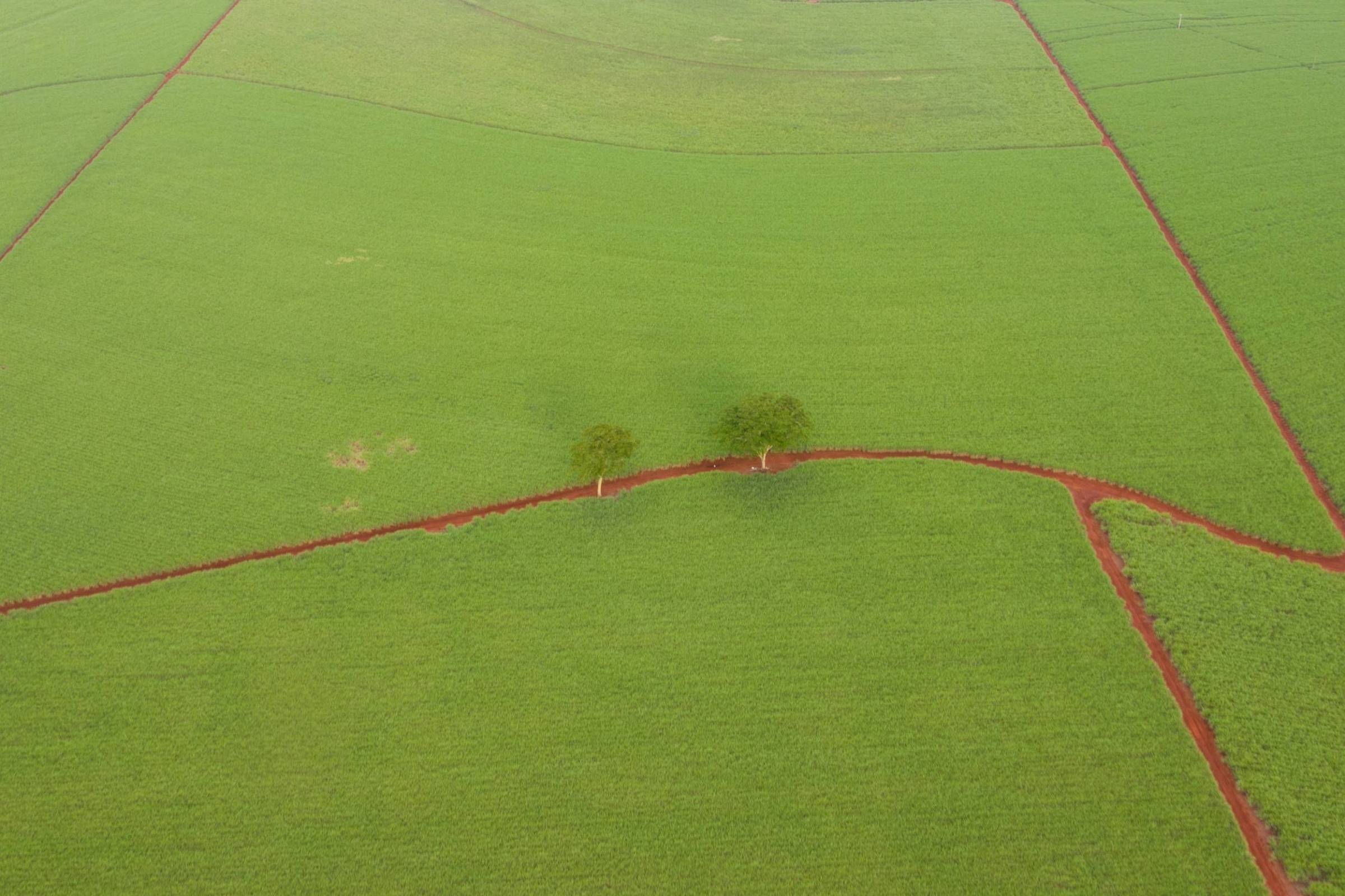 Países asiáticos gastam menos com agronegócio brasileiro em 2024