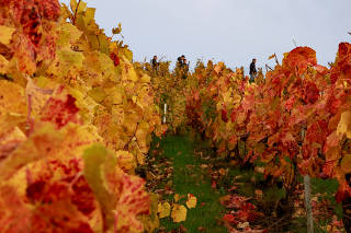 A view shows autumn colors in the Champagne vineyards in the village of Verzenay near Reims