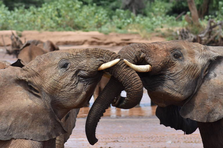 Dois elefantes africanos estão de frente um para o outro, entrelaçando suas trombas