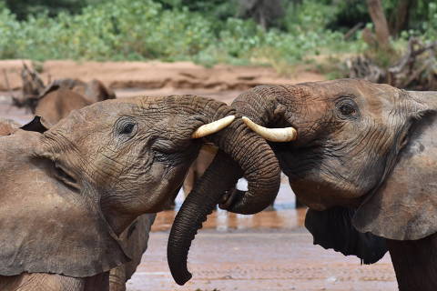 Two juvenile elephants greet each other in SNR