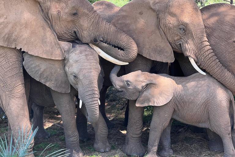 Um grupo de elefantes africanos está reunido em um ambiente natural, com árvores e vegetação ao fundo. Um filhote de elefante está no centro da imagem, cercado por elefantes adultos que parecem protegê-lo e cuidar dele