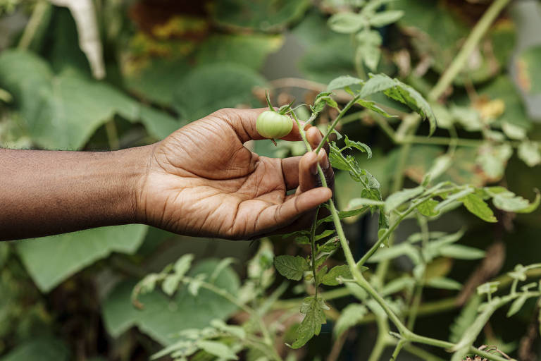 Uma mão cuidadosamente segura um ramo de tomate verde, inspecionando o crescimento dos frutos ainda não maduros em um ambiente de cultivo.

