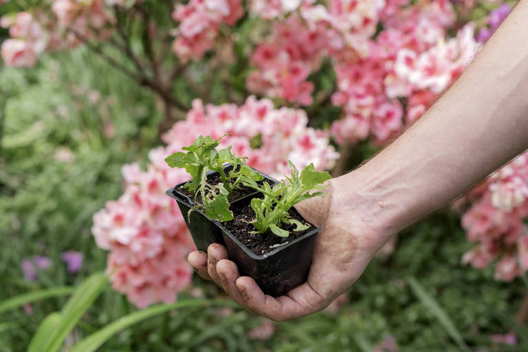 Uma mão feminina segura delicadamente uma pequena muda de planta, pronta para ser transplantada, em um ambiente repleto de flores cor-de-rosa.
