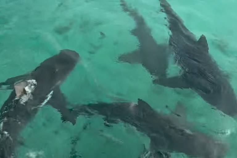Tubarões nadam próximos a lancha de Xanddy Harmonia e os filhos