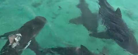Tubarões nadam próximos a lancha de Xanddy Harmonia e os filhos