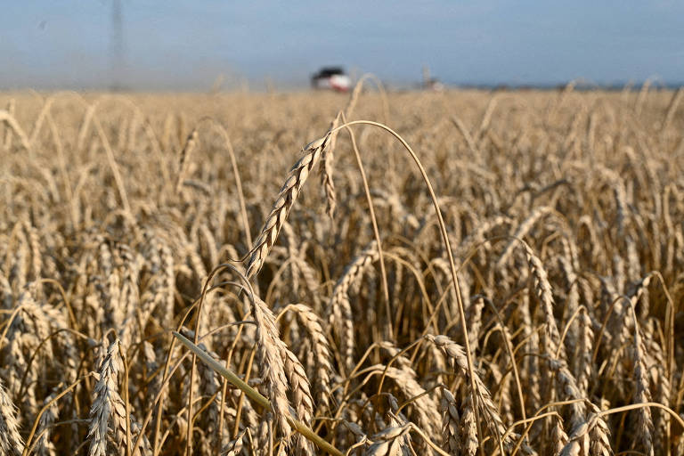 Clima afeta safra de trigo, e produção recua para 791 milhões de toneladas