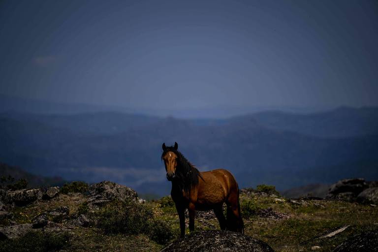 Um cavalo castanho está parado sobre uma elevação rochosa, com o horizonte montanhoso ao fundo sob um céu azul. A luz do entardecer realça a silhueta do animal.

