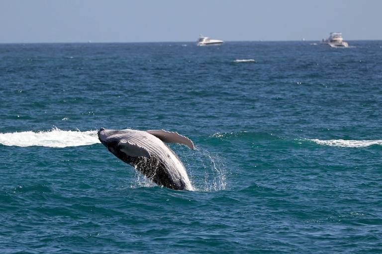 Baleia-cinzenta pula para fora da água