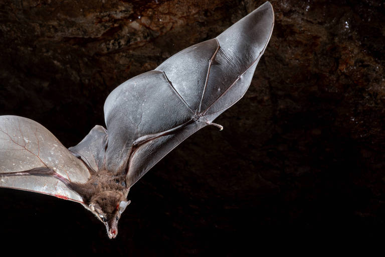 morcego com as asas abertas diante de fundo preto