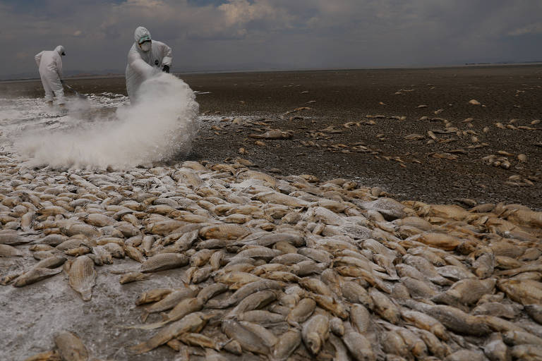 Seca e peixes mortos marcam paisagem de lagoa no México
