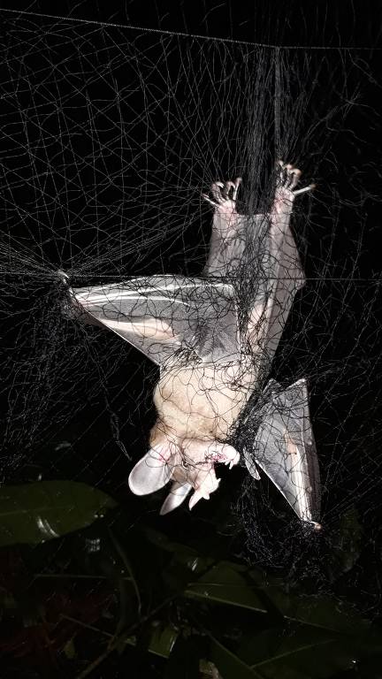 Raro, V. spectrum é considerado o maior morcego das Américas