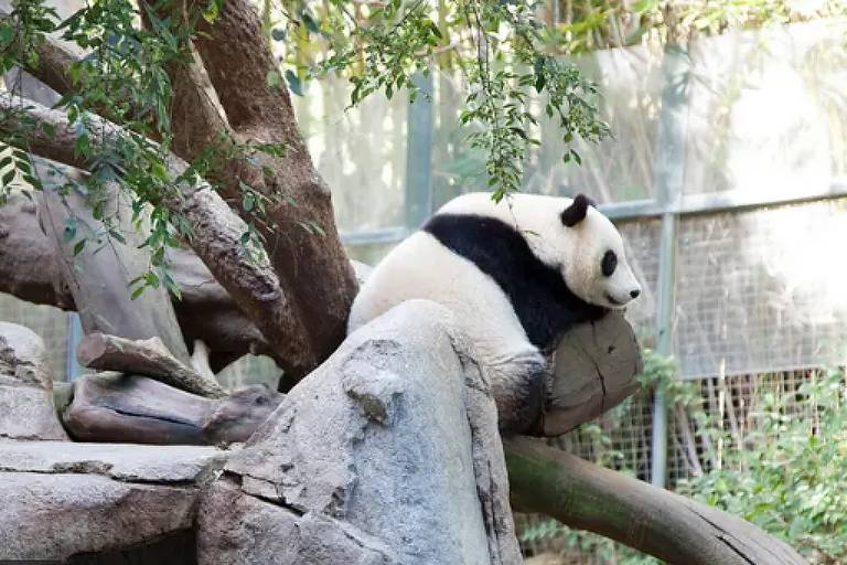 Como a China usa pandas para ter influência internacional