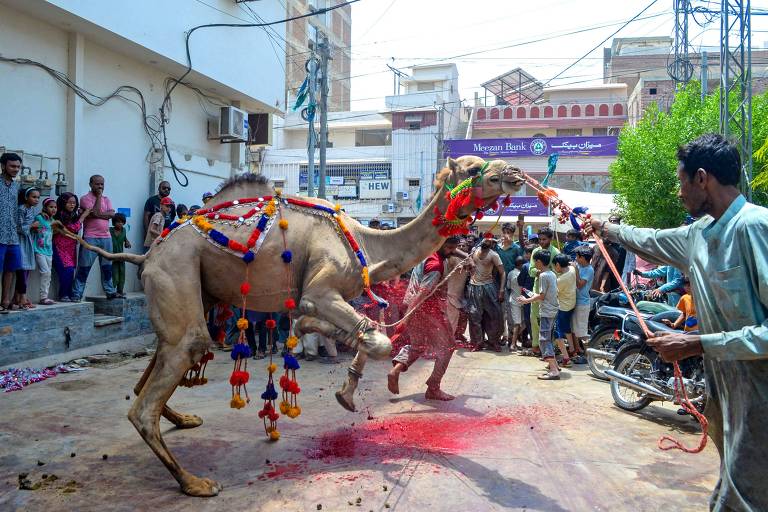Camelo é sacrificado em tradição religiosa no Paquistão; veja fotos de hoje