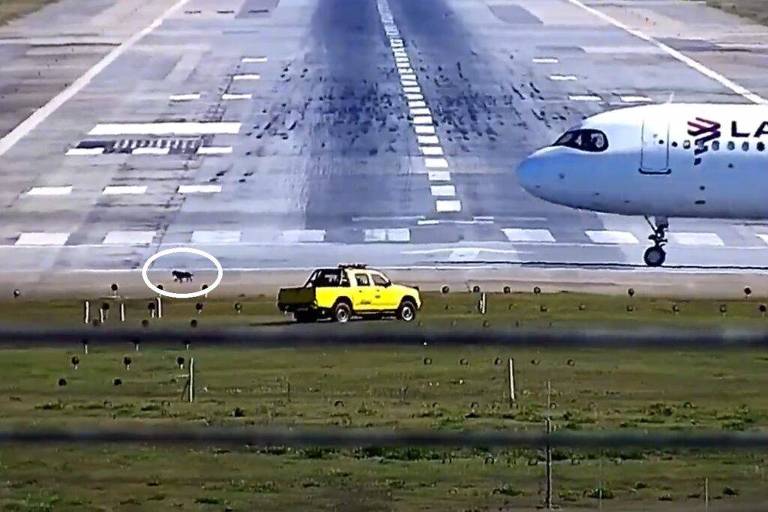 Imagem mostra o cão escuro, com um círculo em destaque, do lado esquerdo da pista; no direito há um avião da Latam e no meio uma camihhonete amarela