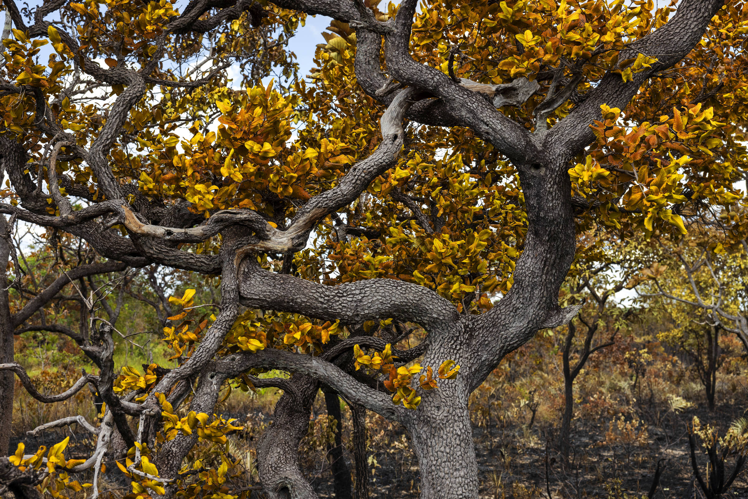 Árvore com folhas amareladas e tronco enegrecido por incêndio florestal
