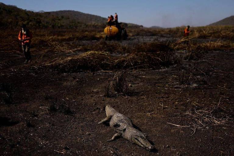A imagem mostra um terreno devastado por um incêndio, com o solo queimado e cinzas espalhadas. No primeiro plano, um animal carbonizado jaz no chão. Ao fundo, bombeiros com uniformes laranja e equipamentos de combate a incêndios trabalham na área