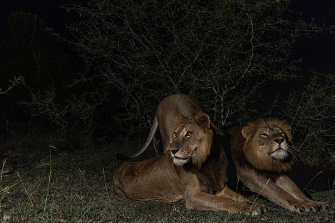O leão Jacob e seu irmão, Tibu, em Uganda (ATENÇÃO: USO EXCLUSIVO DE  TEXTO DO NYT; NÃO REUTILIZAR EM OUTRAS PUBLICAÇÕES)