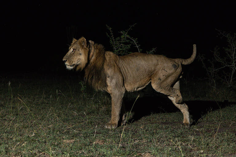 leão está em pé em uma área de mata à noite; uma das suas pautas traseiras foi amputada