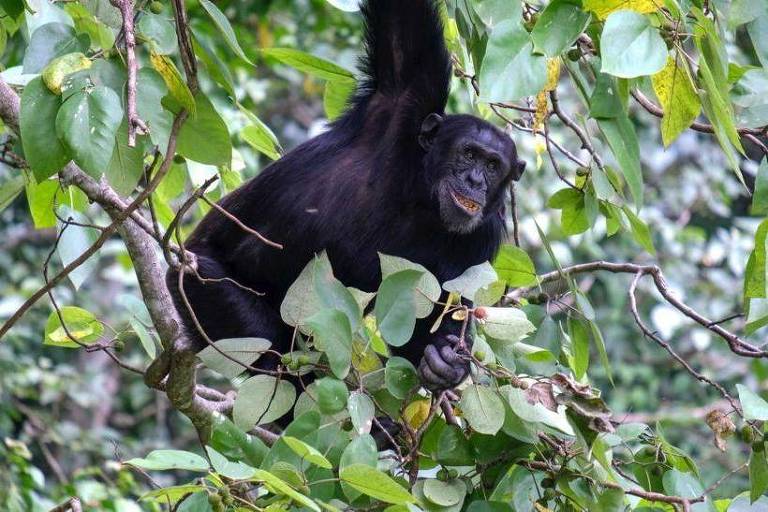 Chimpanzé em galho de árvore