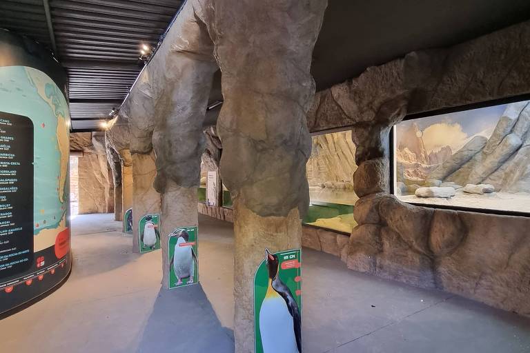 Pinguins chegam ao Zoológico de São Paulo com casa climatizada e piscina