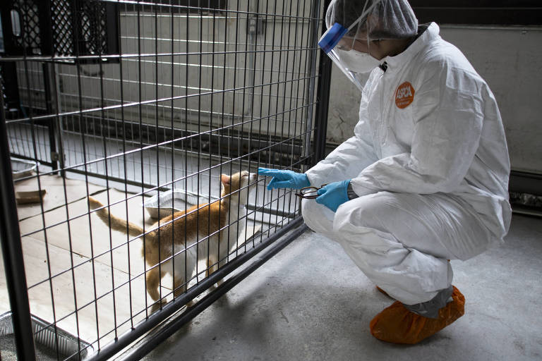 Podemos viver uma pandemia de gripe aviária em humanos? Entenda