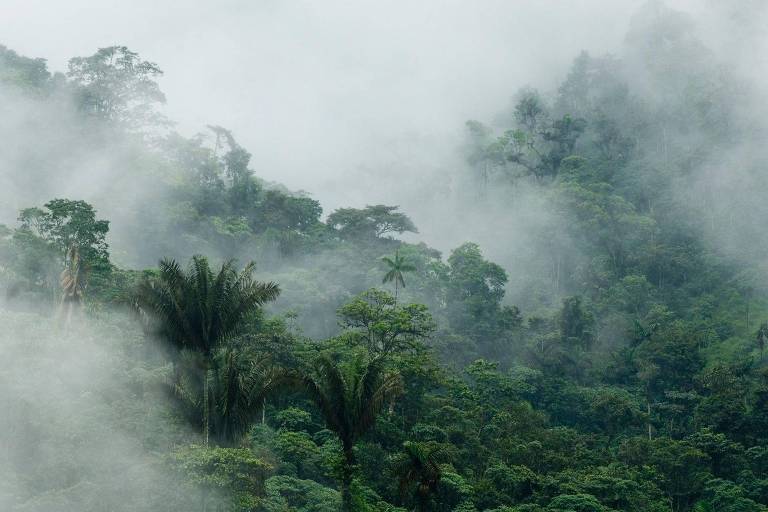 Floresta tropical densa em meio à névoa