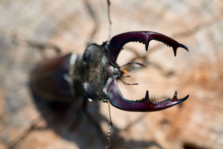 A imagem mostra um besouro com grandes mandíbulas em destaque. O besouro está sobre uma superfície de madeira desfocada. As mandíbulas são longas e curvas, com pontas afiadas e serrilhadas.
