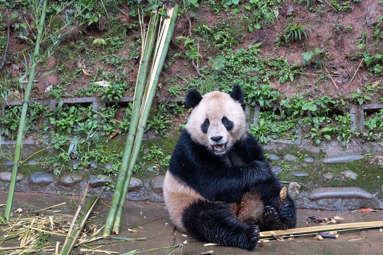 A imagem mostra um panda sentado no chão, segurando um pedaço de bambu com uma das patas. O panda tem pelagem preta e branca característica e está cercado por vegetação verde e hastes de bambu espalhadas ao seu redor. O fundo é composto por um muro de pedras e plantas rasteiras.