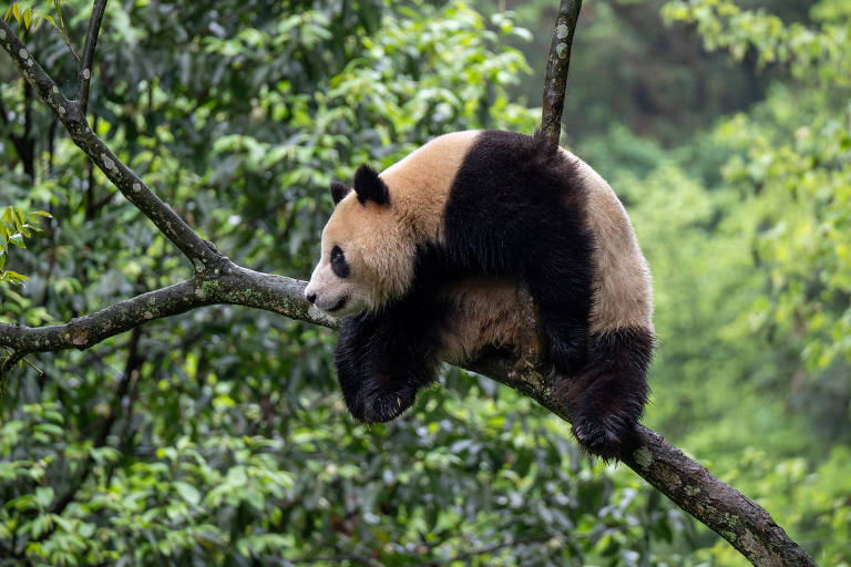 Um panda está deitado em um galho de árvore, cercado por uma densa vegetação verde. O panda tem pelagem preta e branca e parece estar descansando confortavelmente no galho.