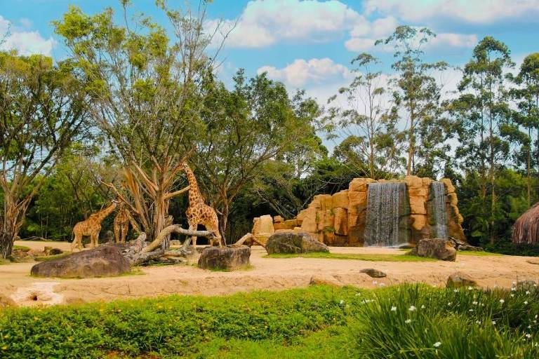 Imagem mostra girafas, últimos hóspedes do zoológico que funcionou por 32 anos no Beto Carrero World, em Penha (SC)