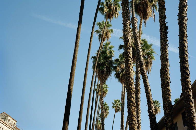 Palmeiras típicas de Los Angeles, enfileiradas na avenida Franklin