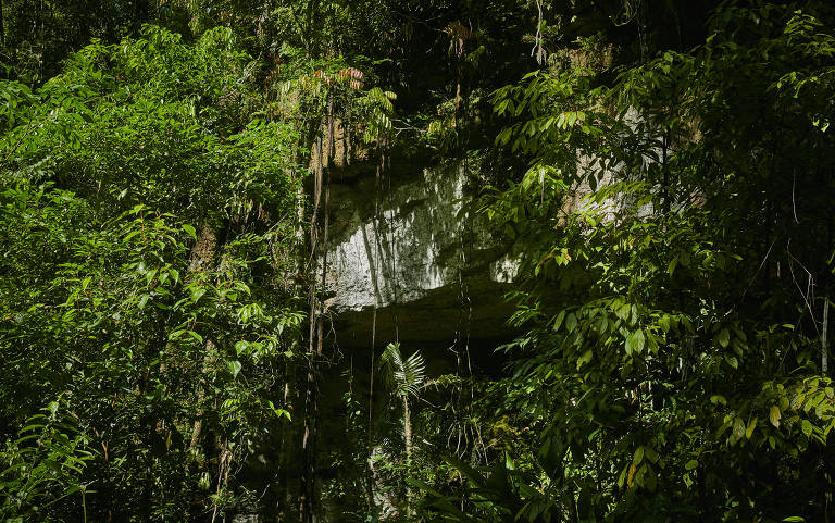 A imagem mostra uma densa vegetação de floresta tropical com várias plantas e árvores de folhas verdes. No fundo, há uma formação rochosa parcialmente coberta por sombras e vegetação. A luz do sol penetra através das folhas, criando áreas iluminadas e sombreadas.