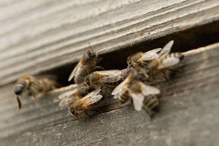 A imagem mostra um grupo de abelhas na entrada de uma colmeia de madeira. As abelhas estão agrupadas próximas a uma fenda na madeira, que parece ser a entrada da colmeia.