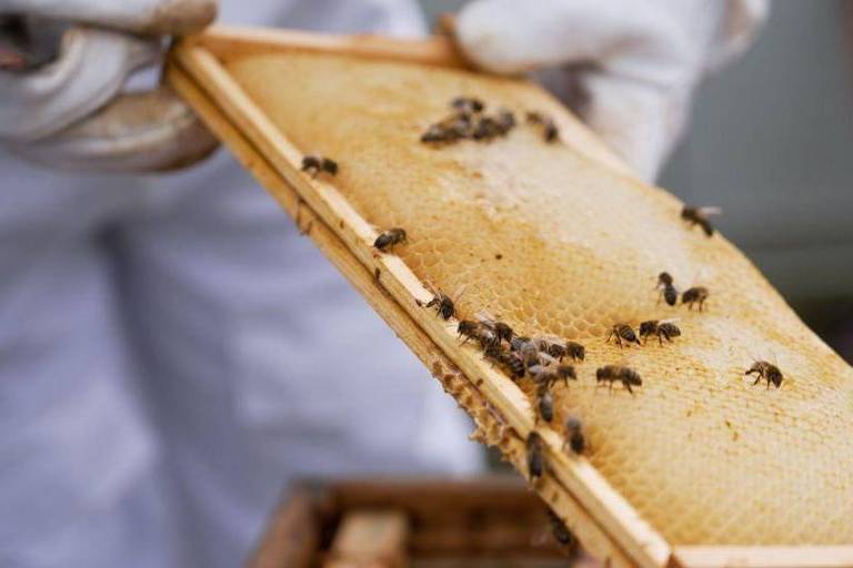 A imagem mostra um apicultor segurando um favo de mel retangular com várias abelhas sobre ele. O apicultor está usando luvas brancas e uma roupa de proteção branca. O favo de mel está parcialmente preenchido com mel e cera.