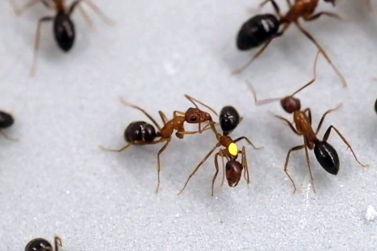 Imagem de várias formigas sobre uma superfície branca. As formigas são de cor marrom com abdômen preto. Algumas estão interagindo entre si.
