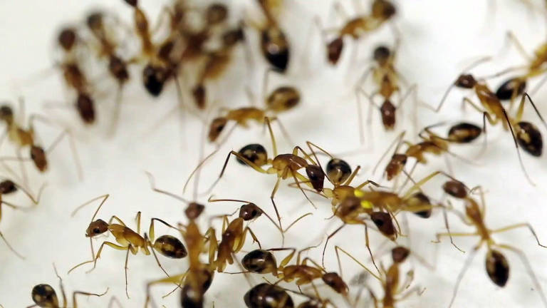 Pesquisadores relatam em estudo que formigas amputam as pernas de outras formigas para salvá-las
