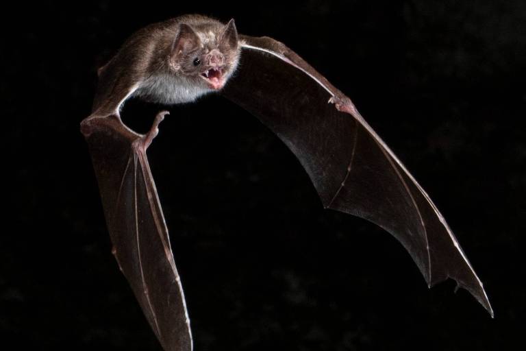 A imagem mostra um morcego em pleno voo contra um fundo escuro. O morcego tem pelagem marrom e asas membranosas estendidas. Sua boca está aberta， revelando dentes pequenos e afiados.