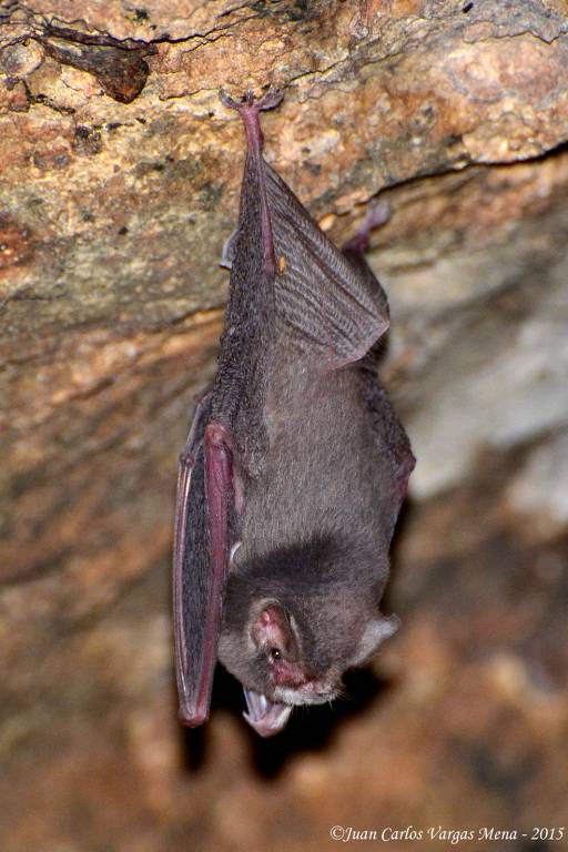 A imagem mostra um morcego pendurado de cabeça para baixo em uma superfície rochosa. O morcego tem pelagem marrom e asas membranosas. Ele está com a boca aberta, exibindo seus dentes.