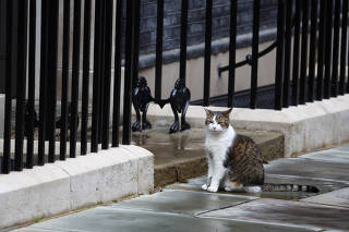 Larry the Cat sits on Downing Street in London