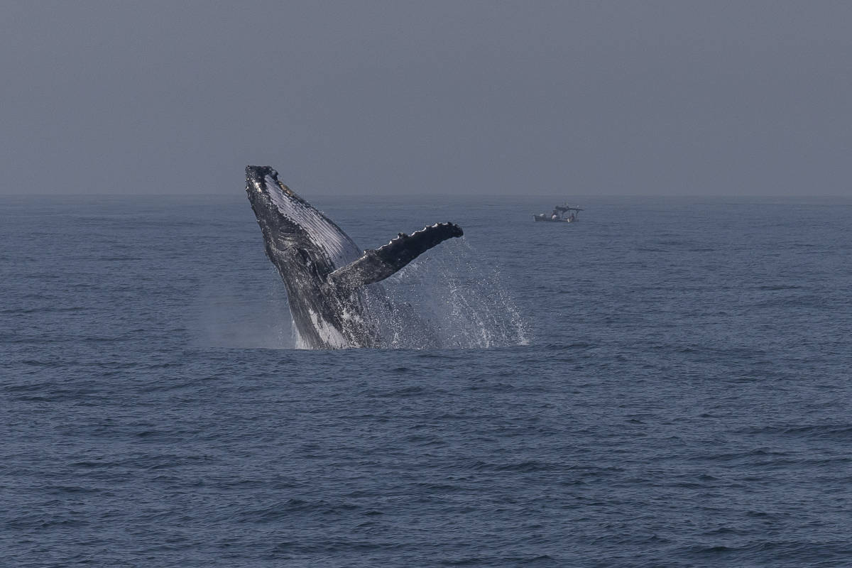 Tratado para proteger o alto-mar consegue número de adesões para entrar em vigor