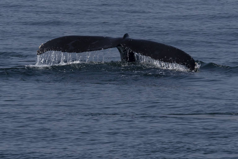 A imagem mostra a cauda de uma baleia emergindo da água do mar. A cauda está parcialmente fora da água, com gotas de água caindo dela. O mar ao redor é calmo e de cor azul escura.