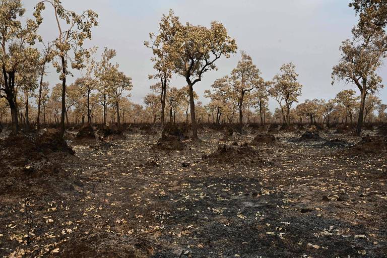 Experimento científico da UFMS no pantanal causou incêndio acidental em reserva privada, diz laudo